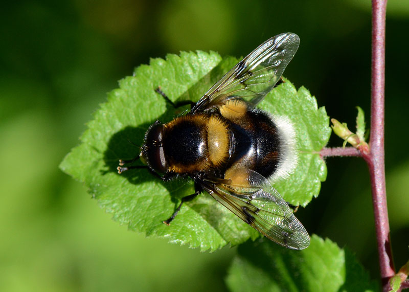 Syrphidae in esame